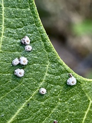 Ceroplastes rusci