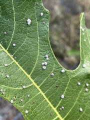 Ceroplastes rusci