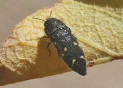Acmaeodera tenebricosa
