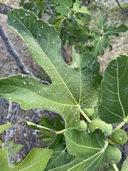 Ceroplastes rusci