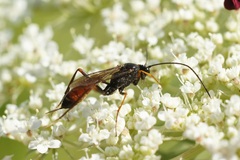 Ichneumonidae