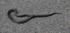 Lampropeltis