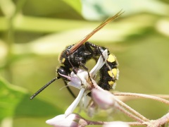 Scolia fuciformis
