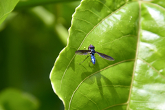 Ocyptamus dimidiatus