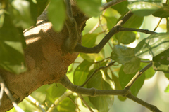 Phoradendron pteroneuron