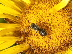 Anthophila