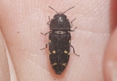 Acmaeodera tenebricosa