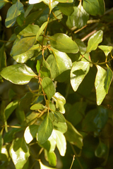 Phoradendron pteroneuron