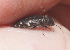 Acmaeodera tenebricosa