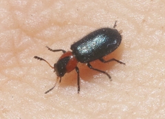 Loedelia maculicollis