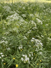 Anthriscus sylvestris