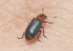 Loedelia maculicollis
