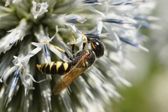 Philanthus triangulum