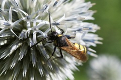Scolia fuciformis