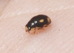 Hyperaspis quadrioculata