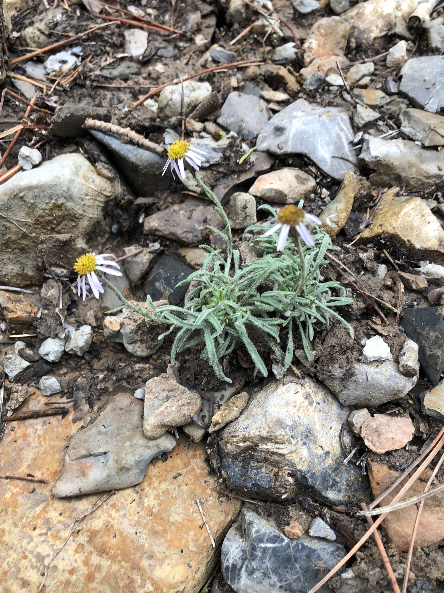 Erigeron clokeyi var. clokeyi