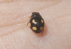 Hyperaspis quadrioculata