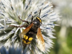 Scolia fuciformis