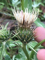 Cirsium osterhoutii