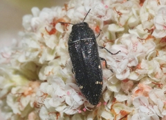 Acmaeodera angelica