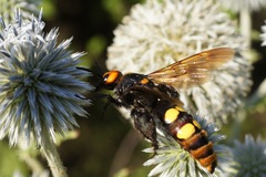 Megascolia maculata maculata