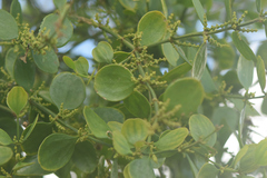 Phoradendron mucronatum