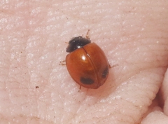 Exochomus subrotundus