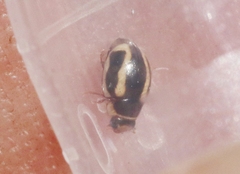 Hyperaspis annexa