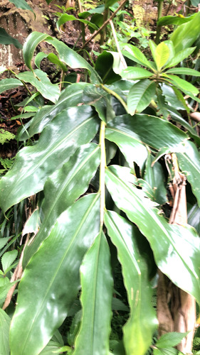 Hedychium gardnerianum image