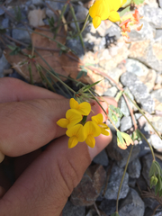 Lotus corniculatus corniculatus