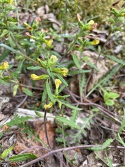 Pedicularis labradorica