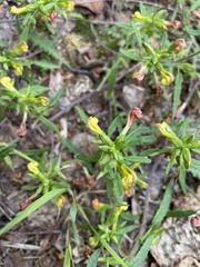 Pedicularis labradorica
