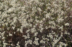 Eriogonum heermannii