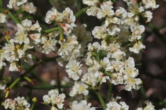 Eriogonum heermannii