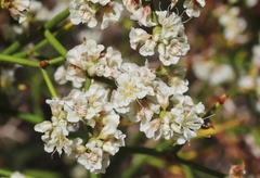 Eriogonum heermannii