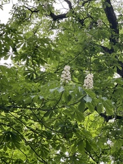 Aesculus hippocastanum