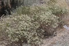 Eriogonum heermannii