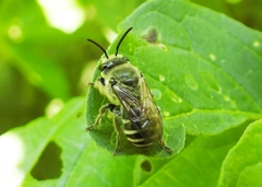 Colletes latitarsis