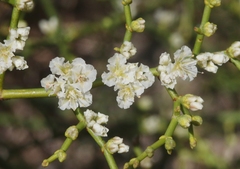 Eriogonum heermannii
