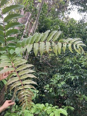 Zanthoxylum martinicense
