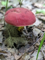 Boletus roodyi