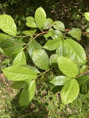 Casearia guianensis