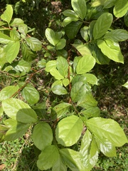 Casearia guianensis