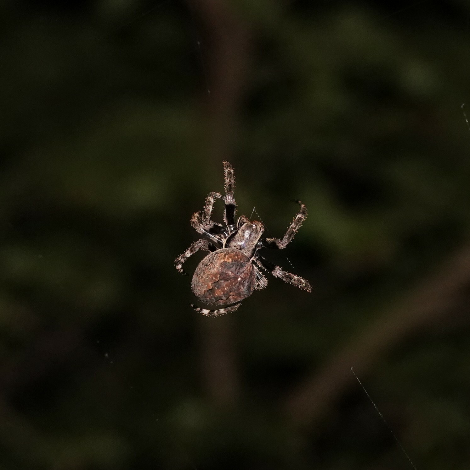 Araneus Ventricosus (L.Koch, 1878)