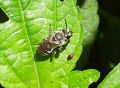 Colletes latitarsis