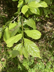 Casearia guianensis