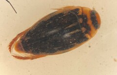 Coptotomus longulus lenticus