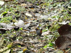 Formicarius rufipectus