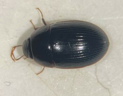 Cymbiodyta bifidus