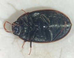 Cymbiodyta bifidus